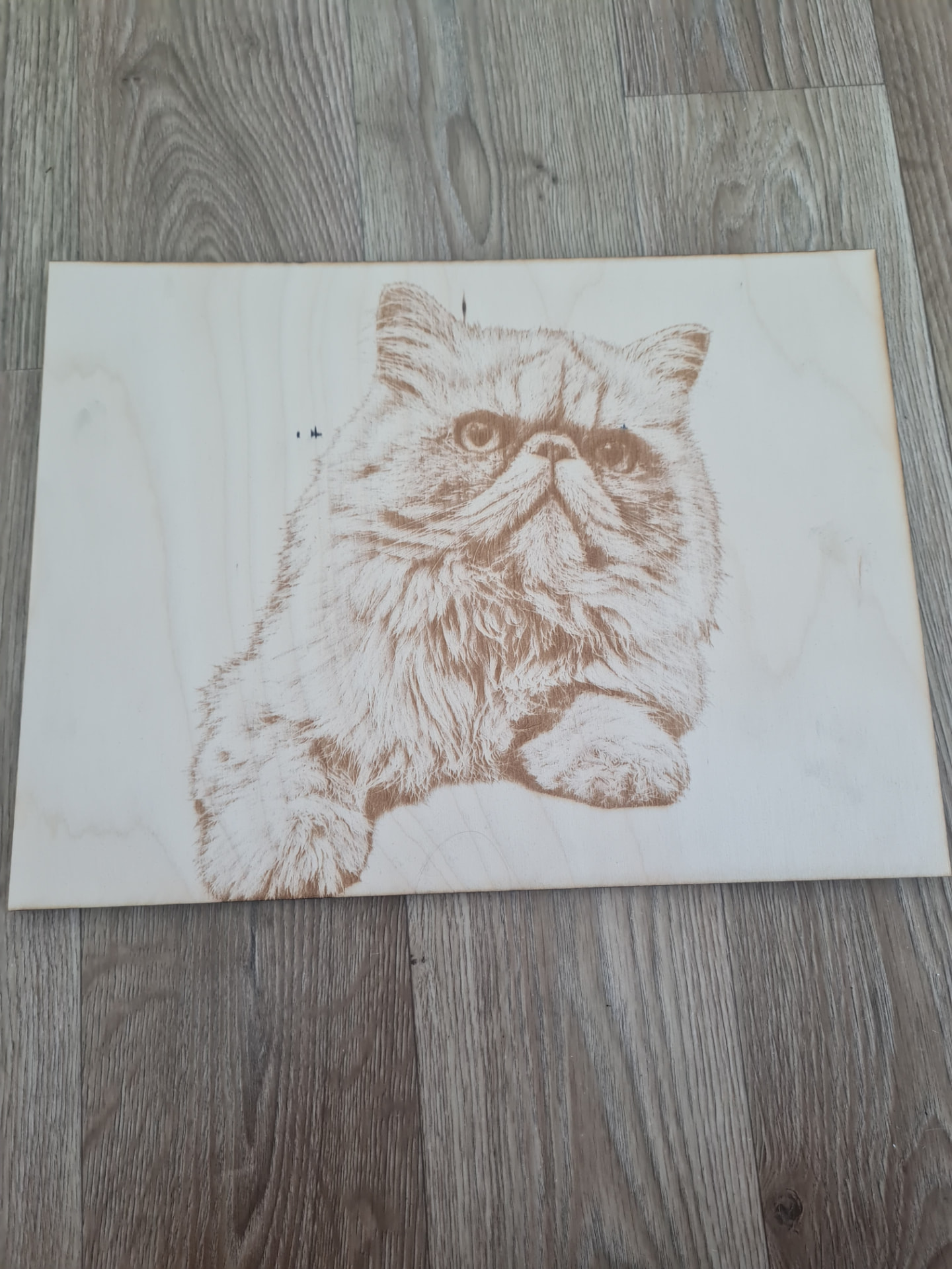 Portret mačke